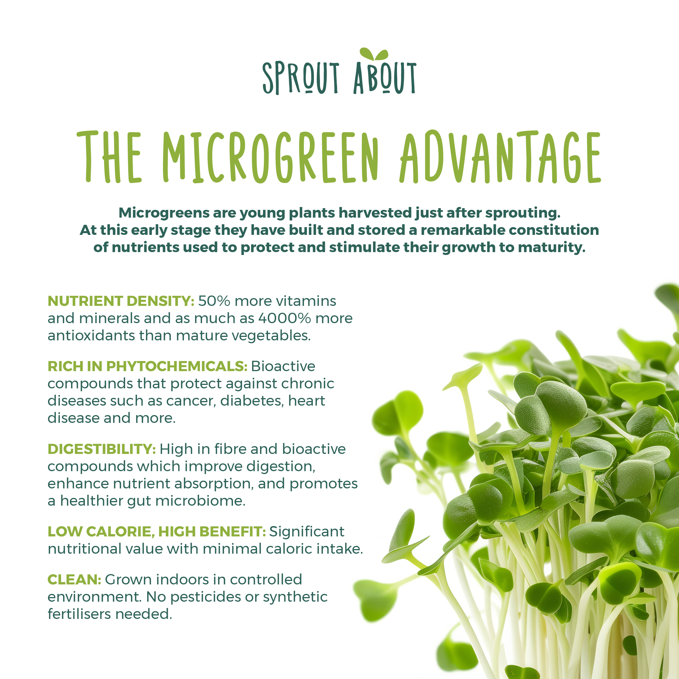 Sprout About - Broccoli powder - 120g - Image 4